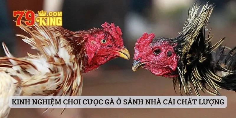 Kinh nghiệm chơi cược gà ở sảnh nhà cái chất lượng