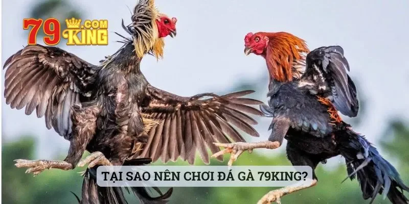 Tại sao nên chơi đá gà 79king?